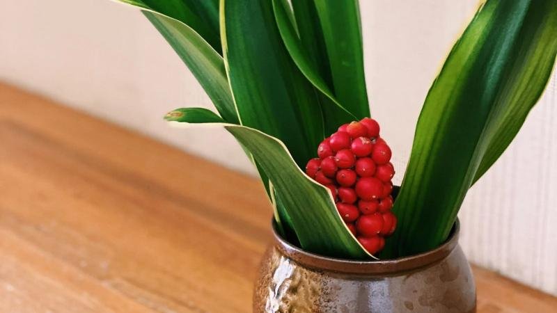 Indian Bluebell (Rohdea japonica)